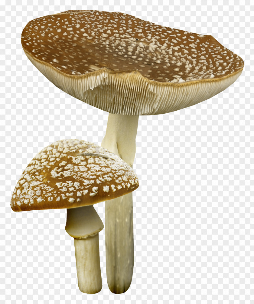 Mushroom House Clip Art PNG