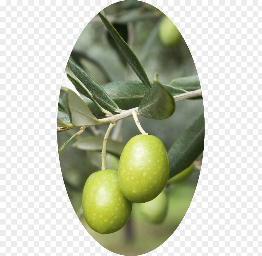 Olive Tree Bracnhes Mediterranean Cuisine Oil Wine Leaf PNG