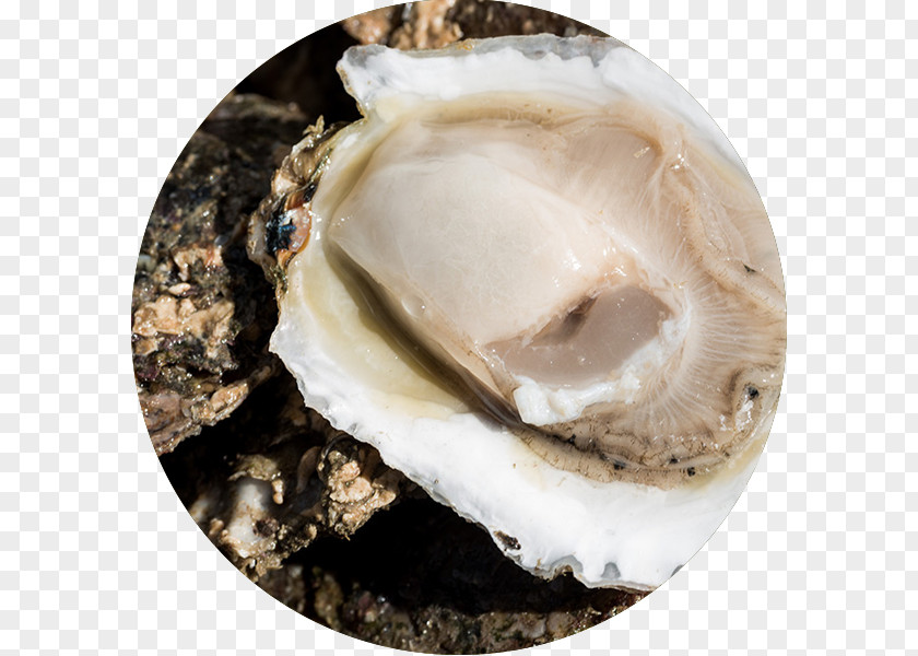 Yellow Brick Road Oyster Clam Seafood Horticulture PNG