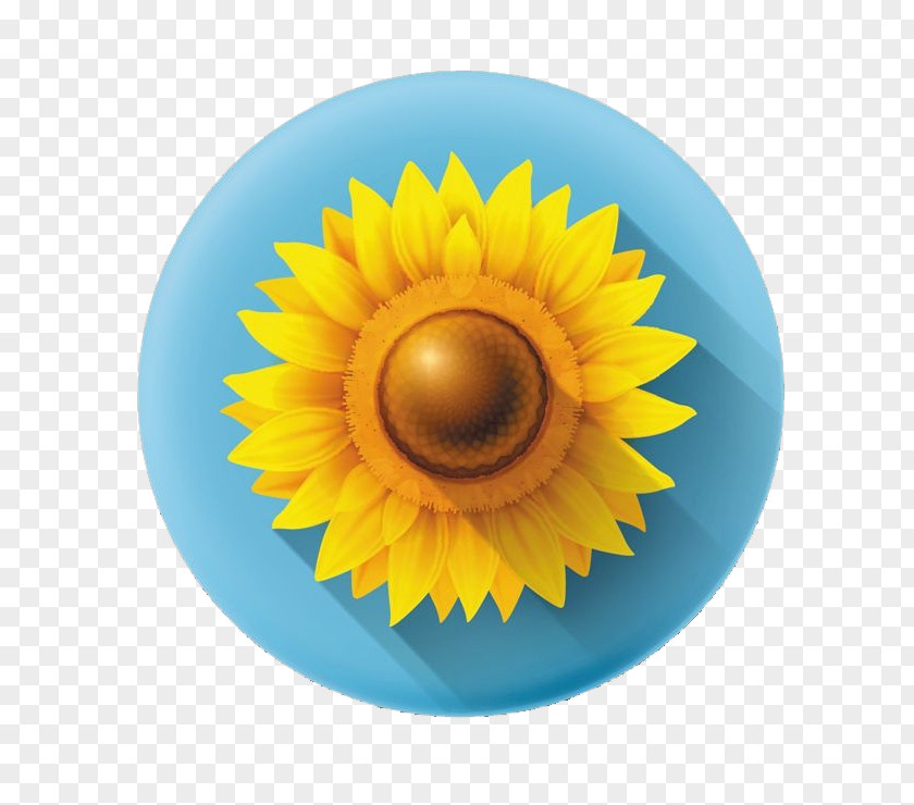 3D Sunflower Flowers Common Icon PNG