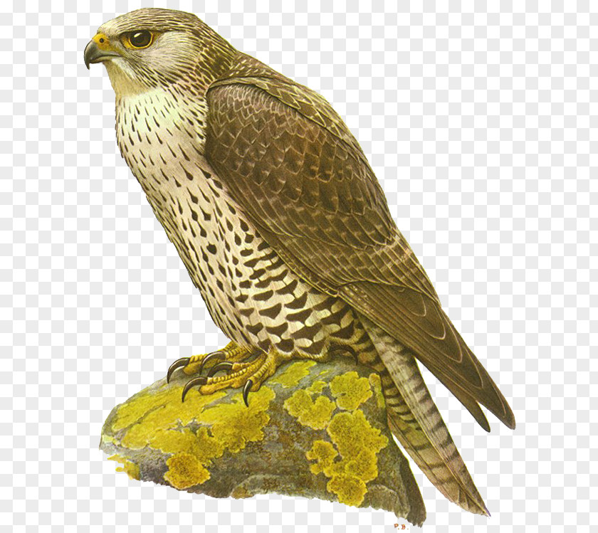 Falcon The Gyrfalcon Bird Hawk PNG