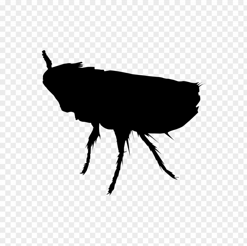 Flea Perth Insect Rat Cockroach Pest PNG