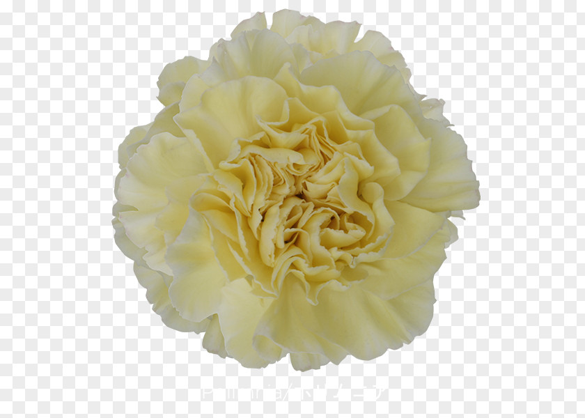 Flower Carnation Centifolia Roses Cut Flowers PNG