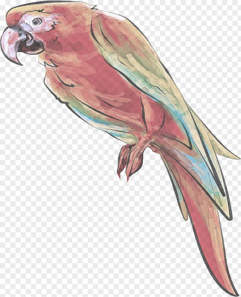Lovebird Macaw PNG
