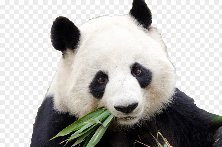 Panda Dujiangyan City Chengdu Research Base Of Giant Breeding Bifengxia Gengda PNG