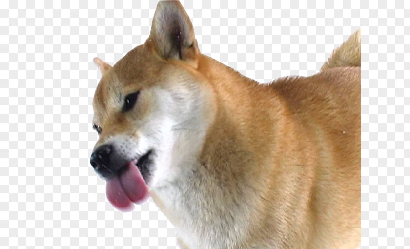 Puppy Shiba Inu Pug Screen Cleaner Desktop Wallpaper PNG