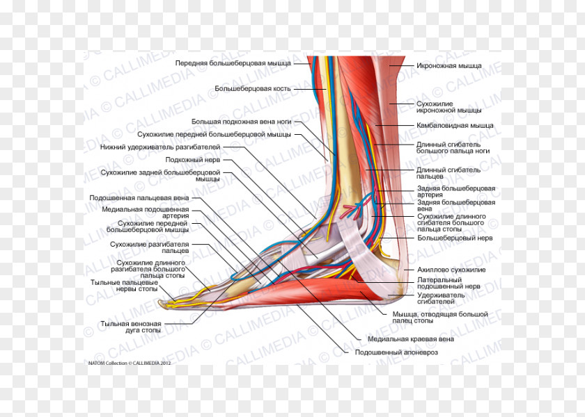 Arm Tibialis Anterior Muscle Foot Nerve Tendon PNG