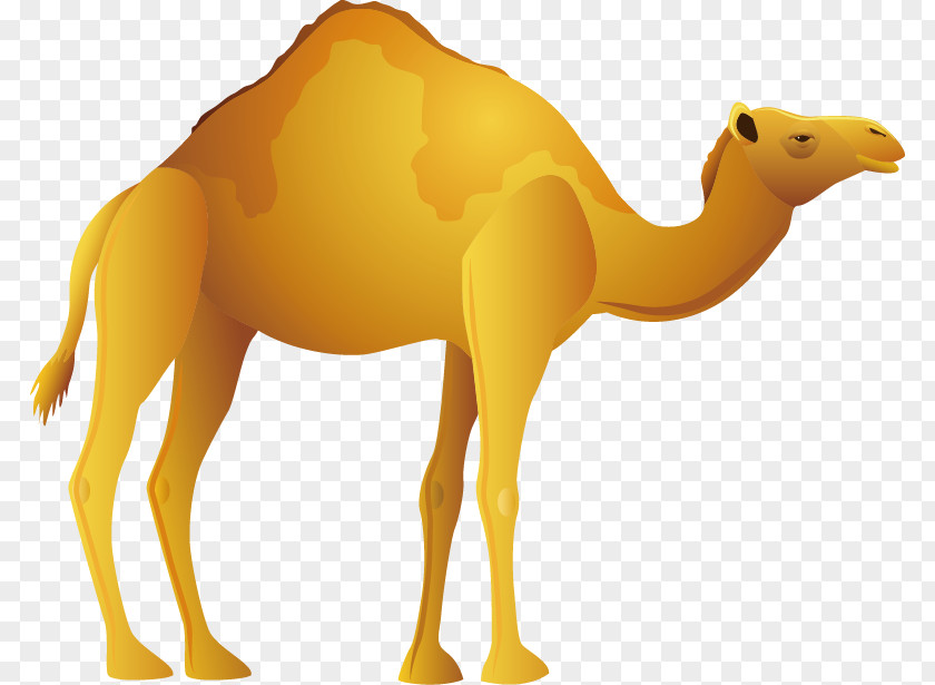 Camel Bactrian Desert Icon PNG