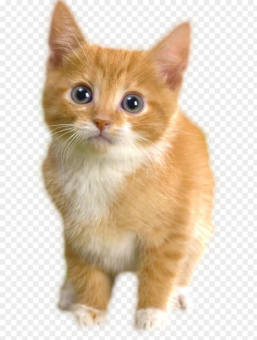 Cat Gfycat Desktop Wallpaper Animaatio PNG