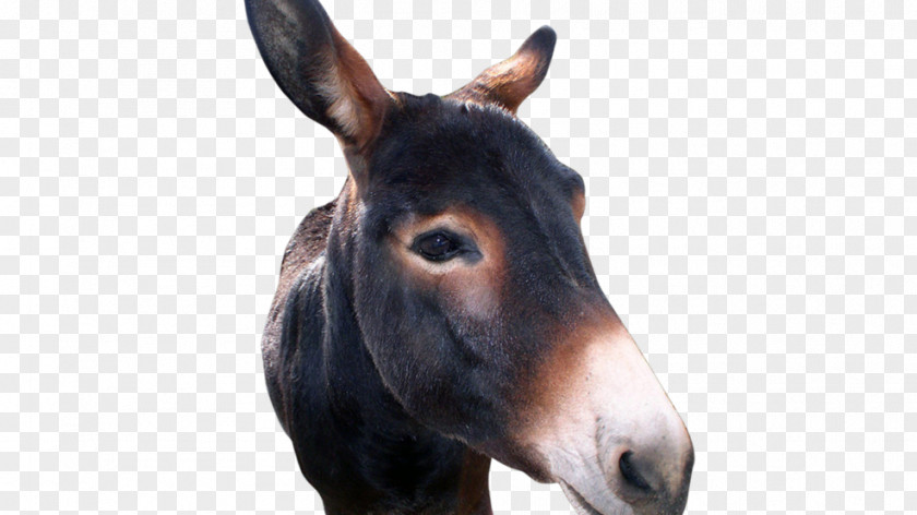 Donkey Mule Bad Axe Horse Mare PNG