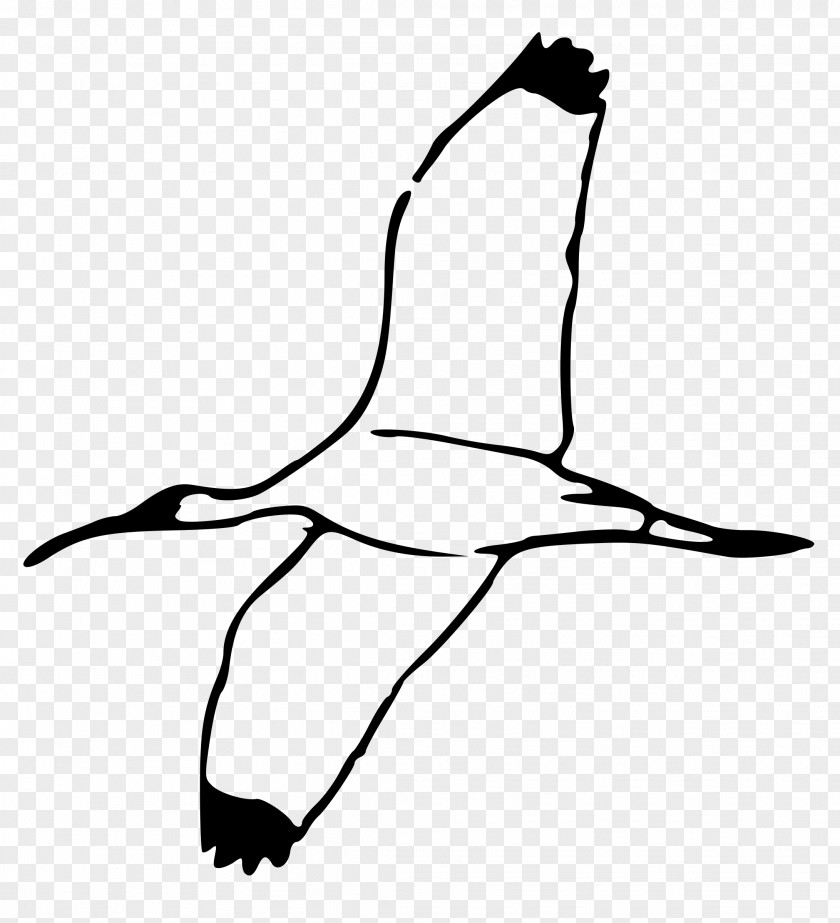 Flying Bird Bald Eagle Ibis Drawing Clip Art PNG