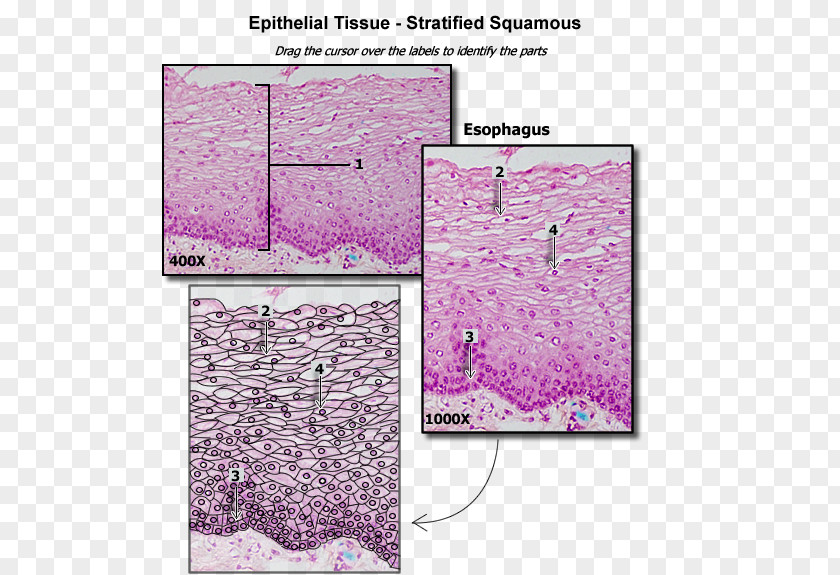 Human Tissue Stratified Squamous Epithelium Simple Cuboidal Columnar PNG
