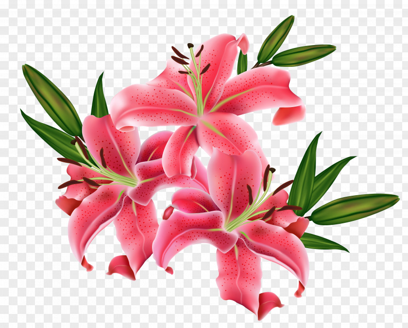Red Flower Tiger Lily Lilium Bulbiferum Clip Art PNG
