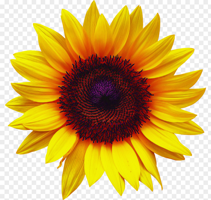 Sunflower PNG