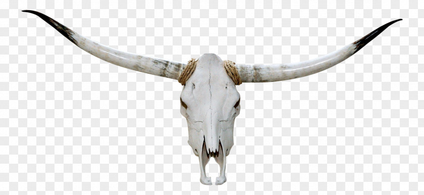 Texas Longhorn English Skull PNG