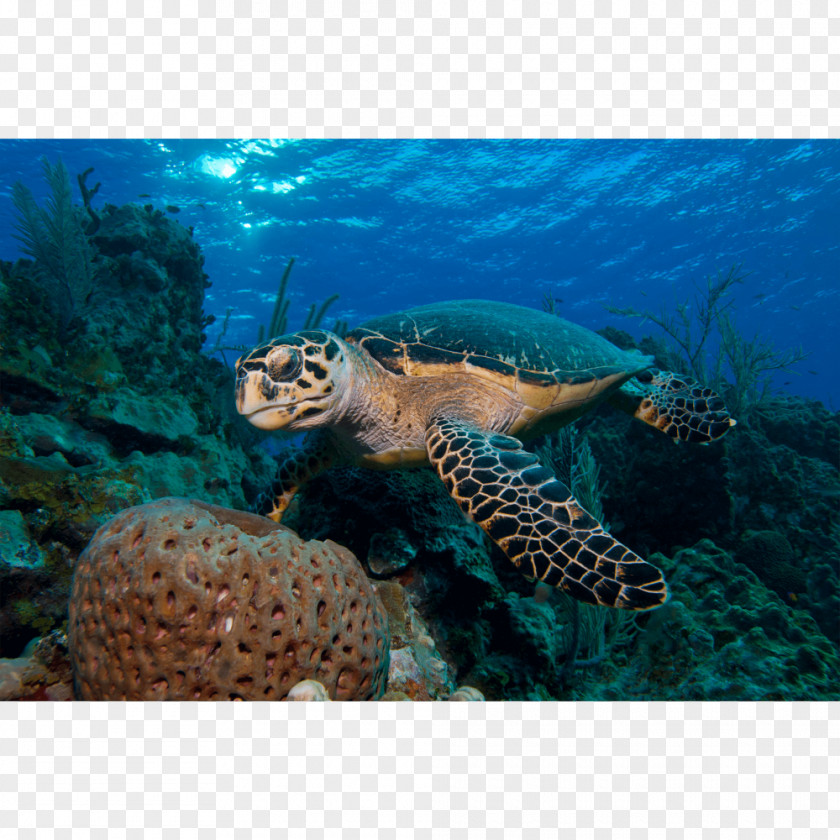 Turtle Loggerhead Sea Coral Reef Emydidae PNG