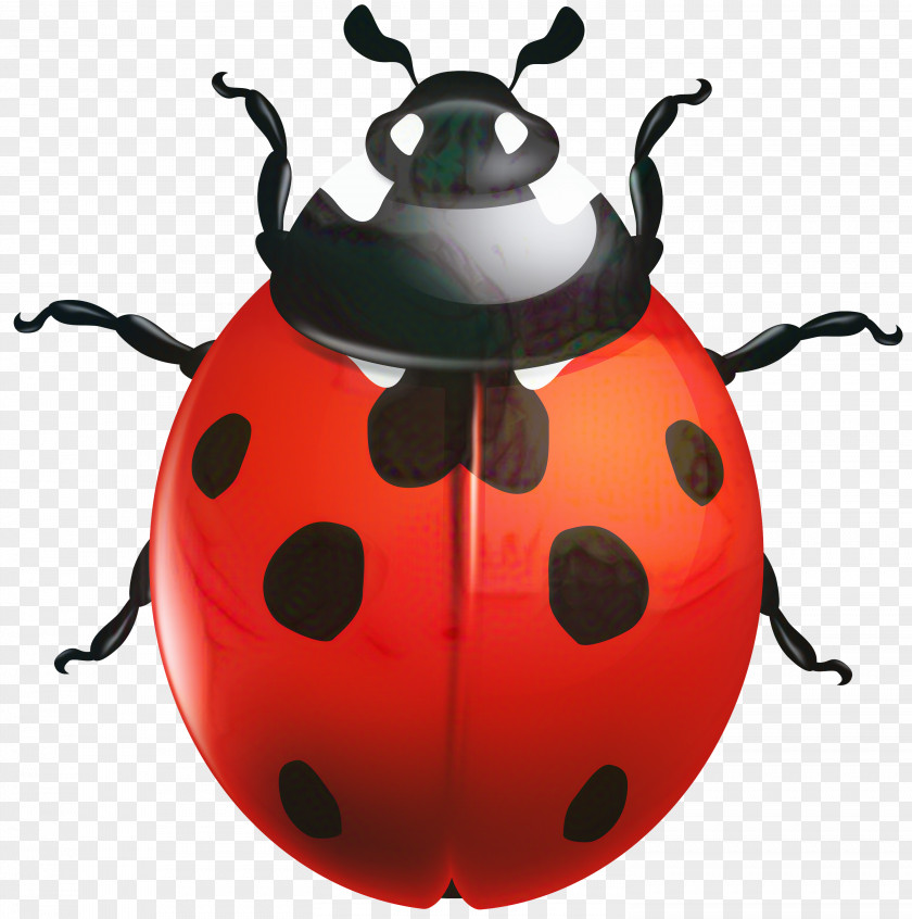 Clip Art Ladybird Beetle Vector Graphics PNG