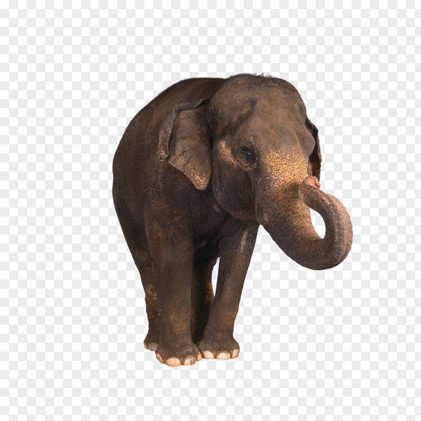 Elephany Indian Elephant Photography Clip Art PNG
