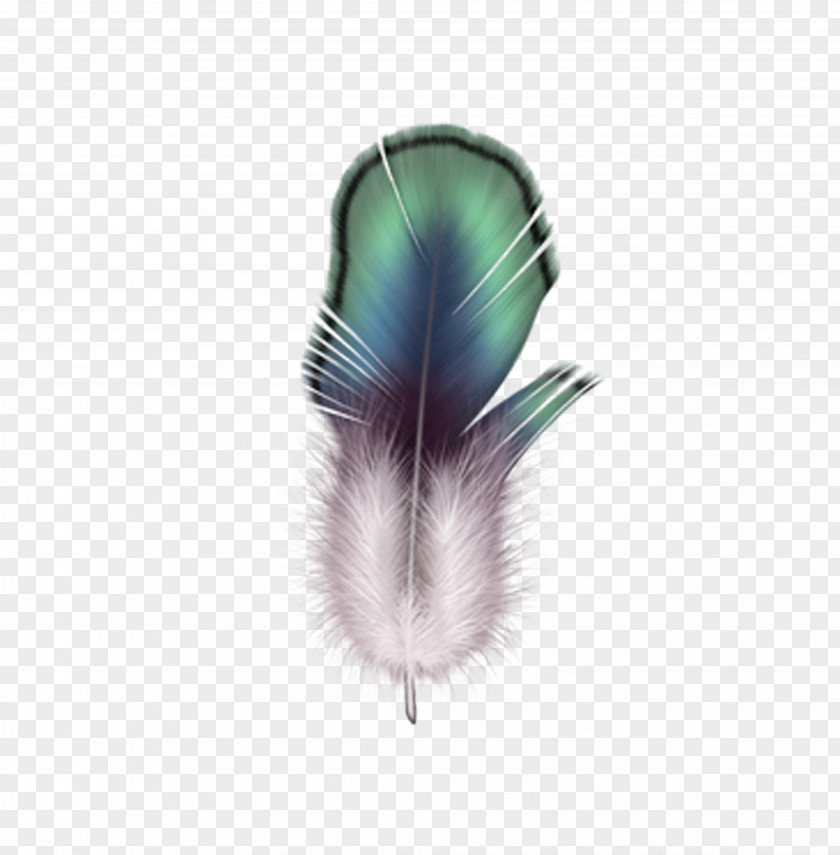 Feather Firebird Drawing PNG