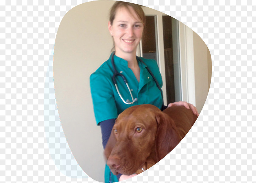 Puppy Labrador Retriever Companion Dog Breed Veterinarian PNG