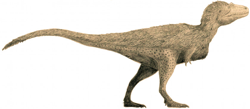 T Rex Tyrannosaurus Tyrannosauridae Lythronax Daspletosaurus Gorgosaurus PNG