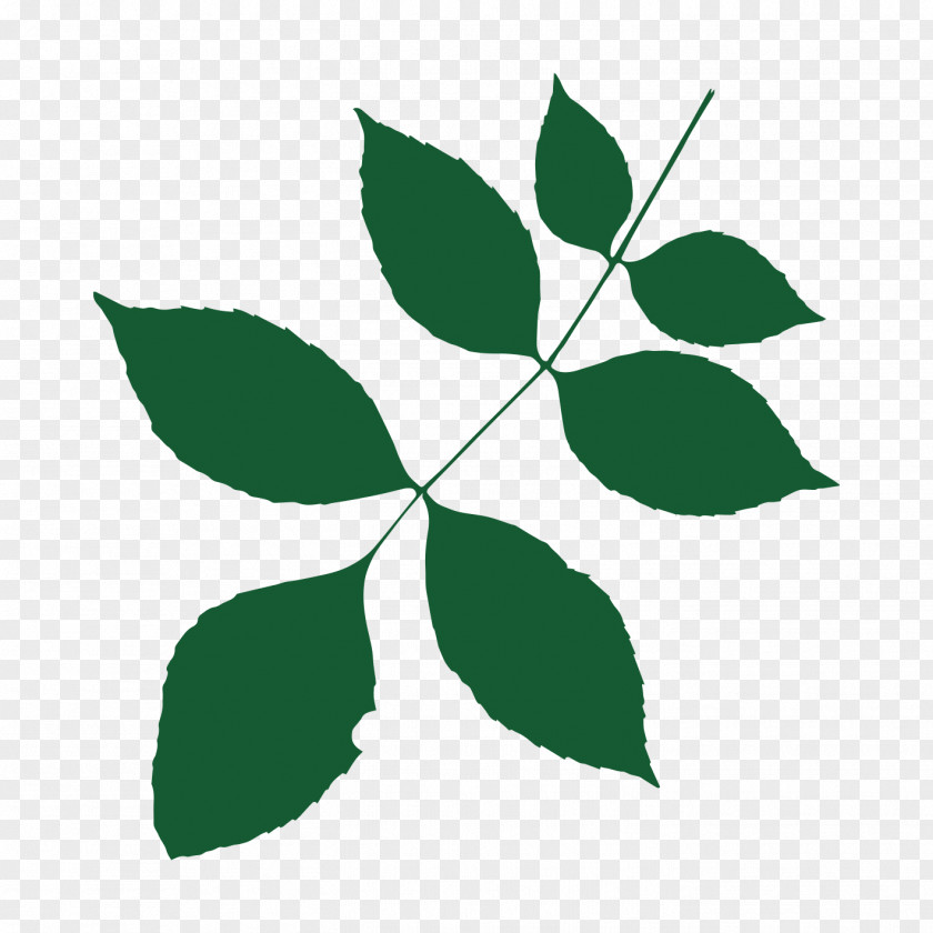 Tree Heart Of England Forest Branch Temperate Broadleaf And Mixed PNG
