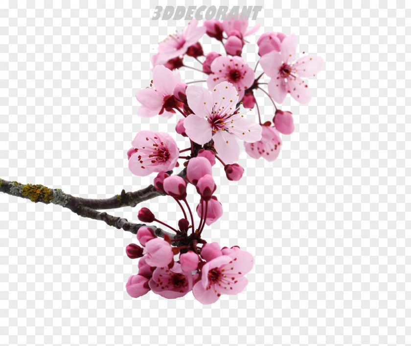 Cherry Blossom National Festival Pink Flowers PNG