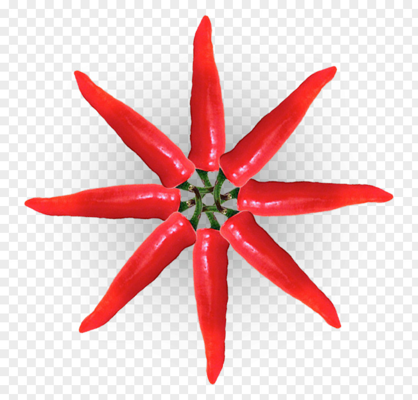 Christmas Drawing Star Paper Color PNG