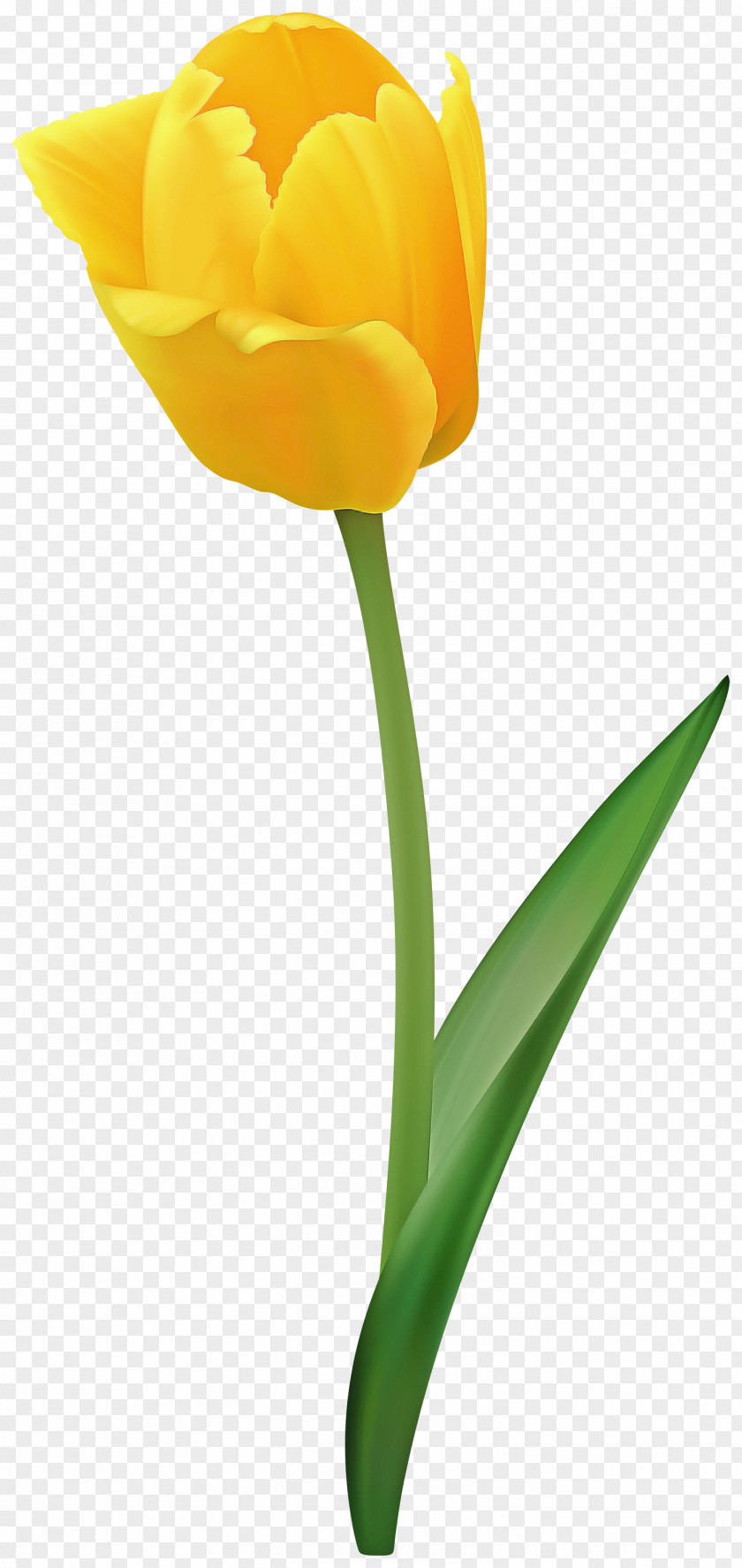 Flower Tulip Yellow Petal Cut Flowers PNG