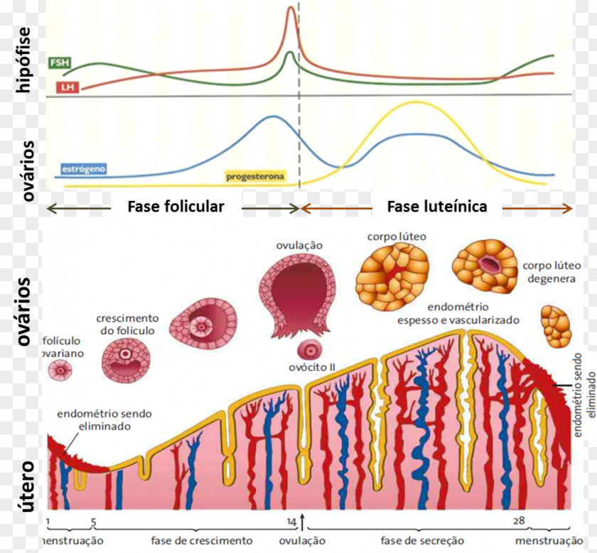 Line Diagram Organism PNG