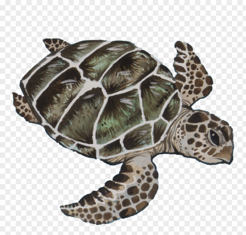 Pond Turtle Olive Ridley Sea Background PNG