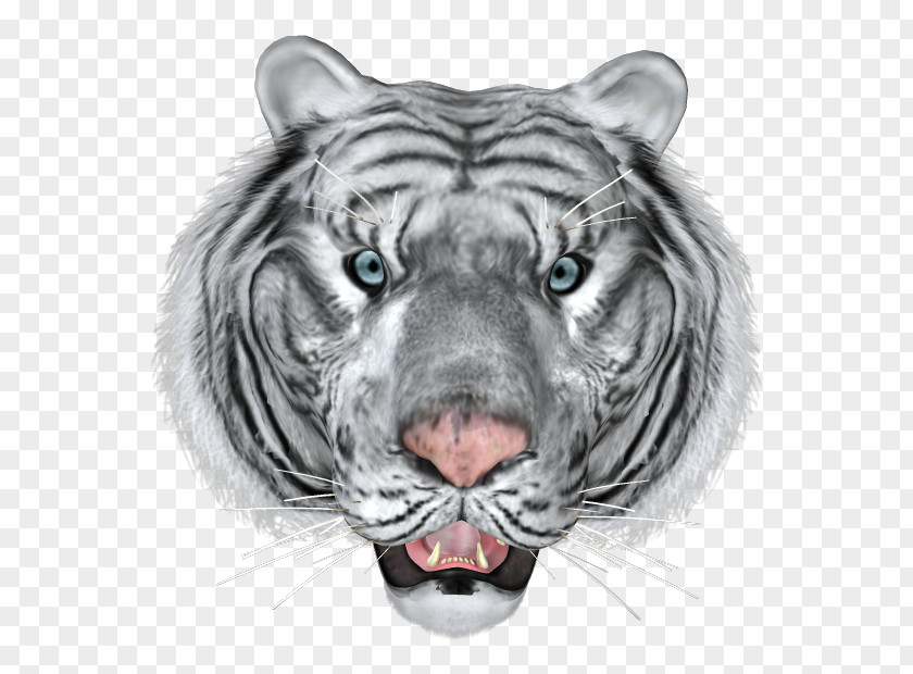 Tiger Bengal Cat Lion White Animal PNG