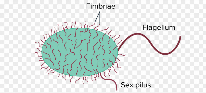 Bacteria Animada Prokaryote Fimbria Cell Pilus PNG