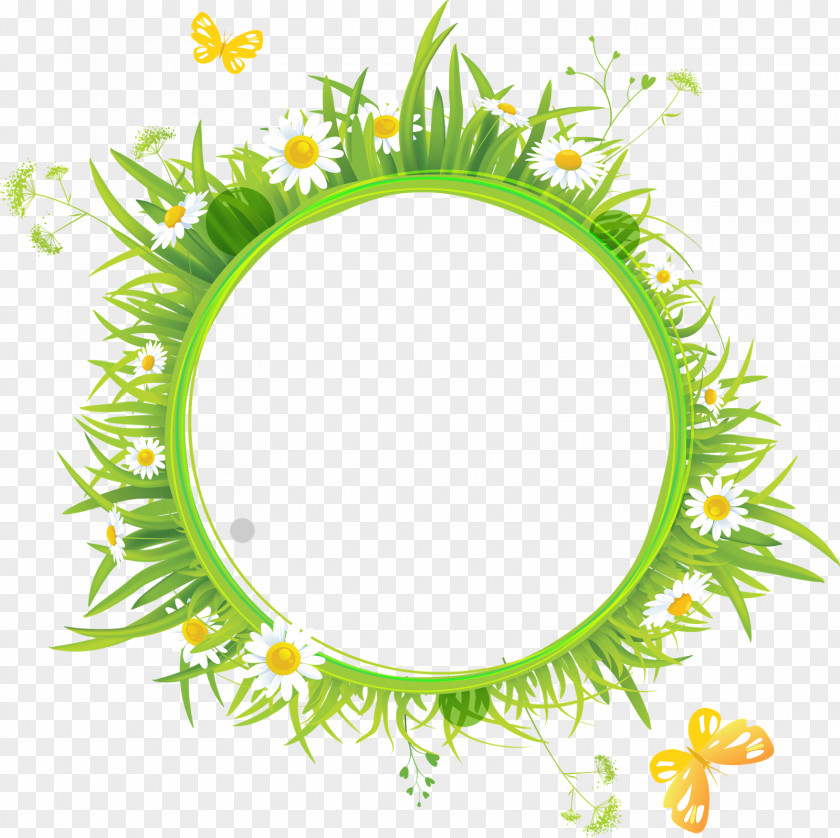 Chamomile Picture Frames Flower PNG