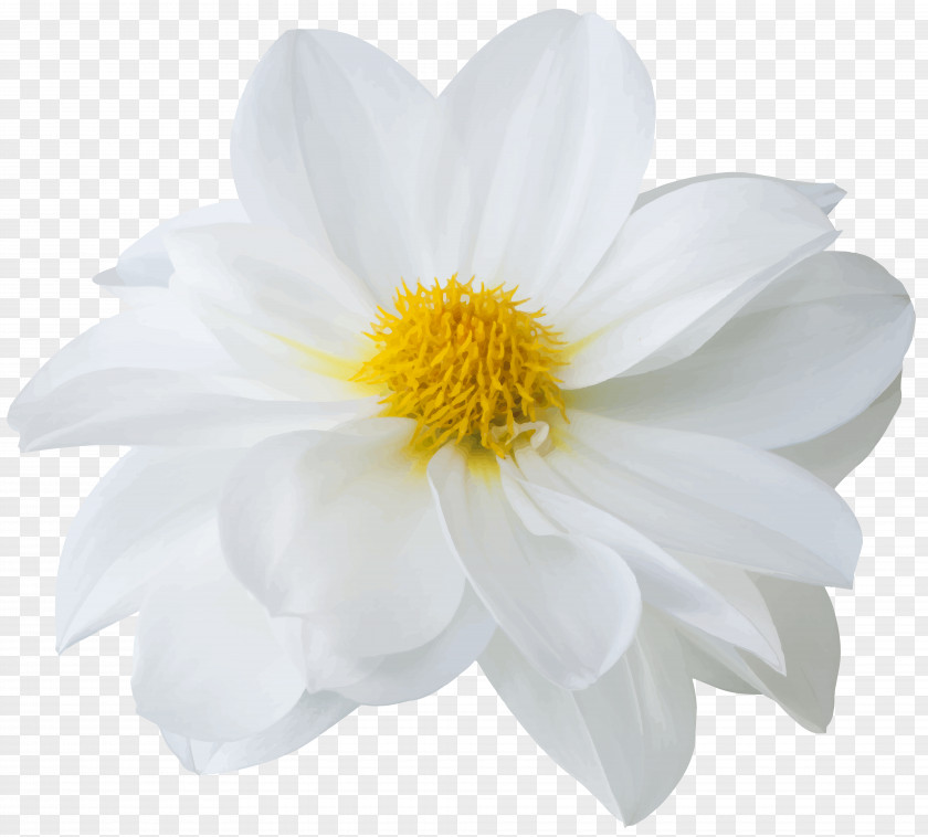 Chrysanthemum Dahlia PNG