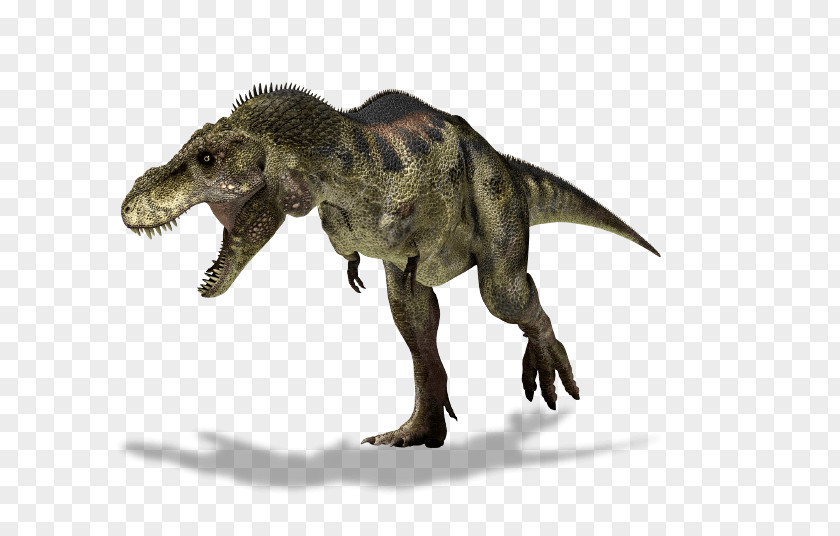 Dinosaur Tyrannosaurus Albertosaurus Triceratops Ornithomimus PNG