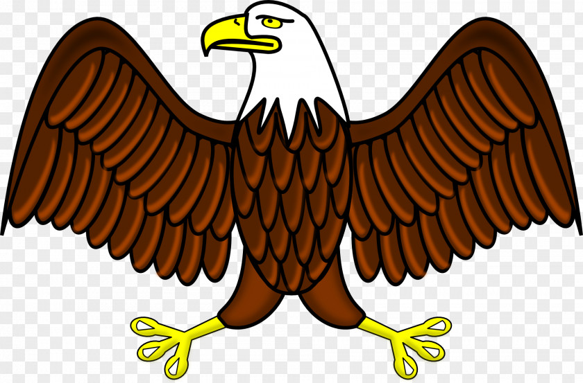 Eagle Bald Philippine Clip Art PNG