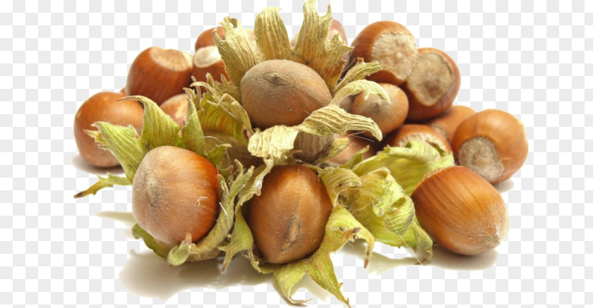 Walnut Hazelnut Nuts Food PNG
