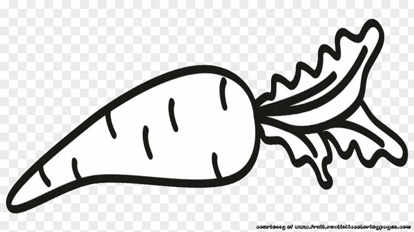 50 Vegetable Carrot Fruit Clip Art PNG