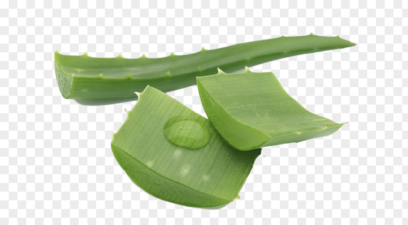 Aloe Cut Vera, The Miracle Plant Health Leaf PNG