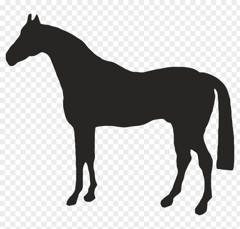 American Quarter Horse Drawing Clip Art PNG