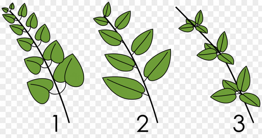Arrangement Phyllotaxis Leaf Whorl Plant Stem PNG