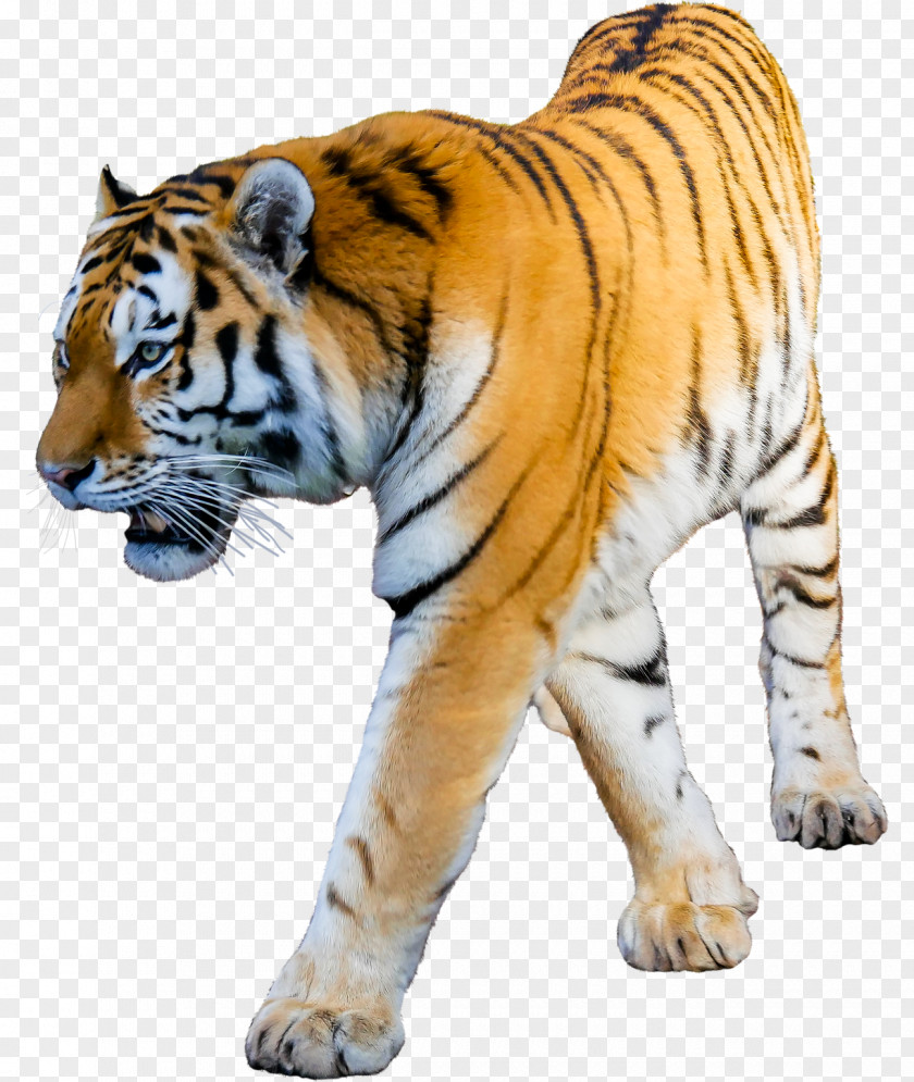 Cat Lion Siberian Tiger Bengal Clip Art PNG