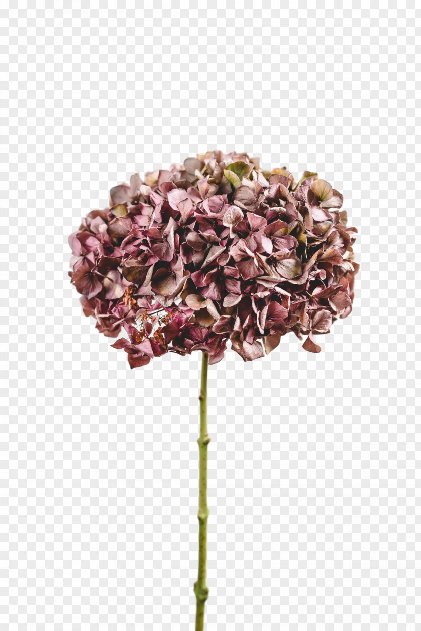 Cut Flowers Petal Lilac M French Hydrangea Flower PNG