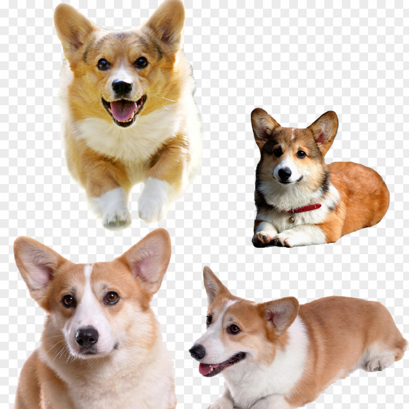 Cute Koji Dog Pembroke Welsh Corgi Pet PNG