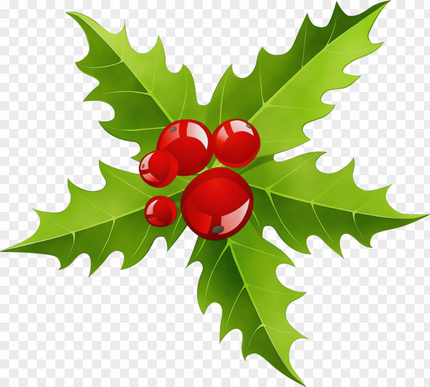 Fruit Woody Plant Holly PNG
