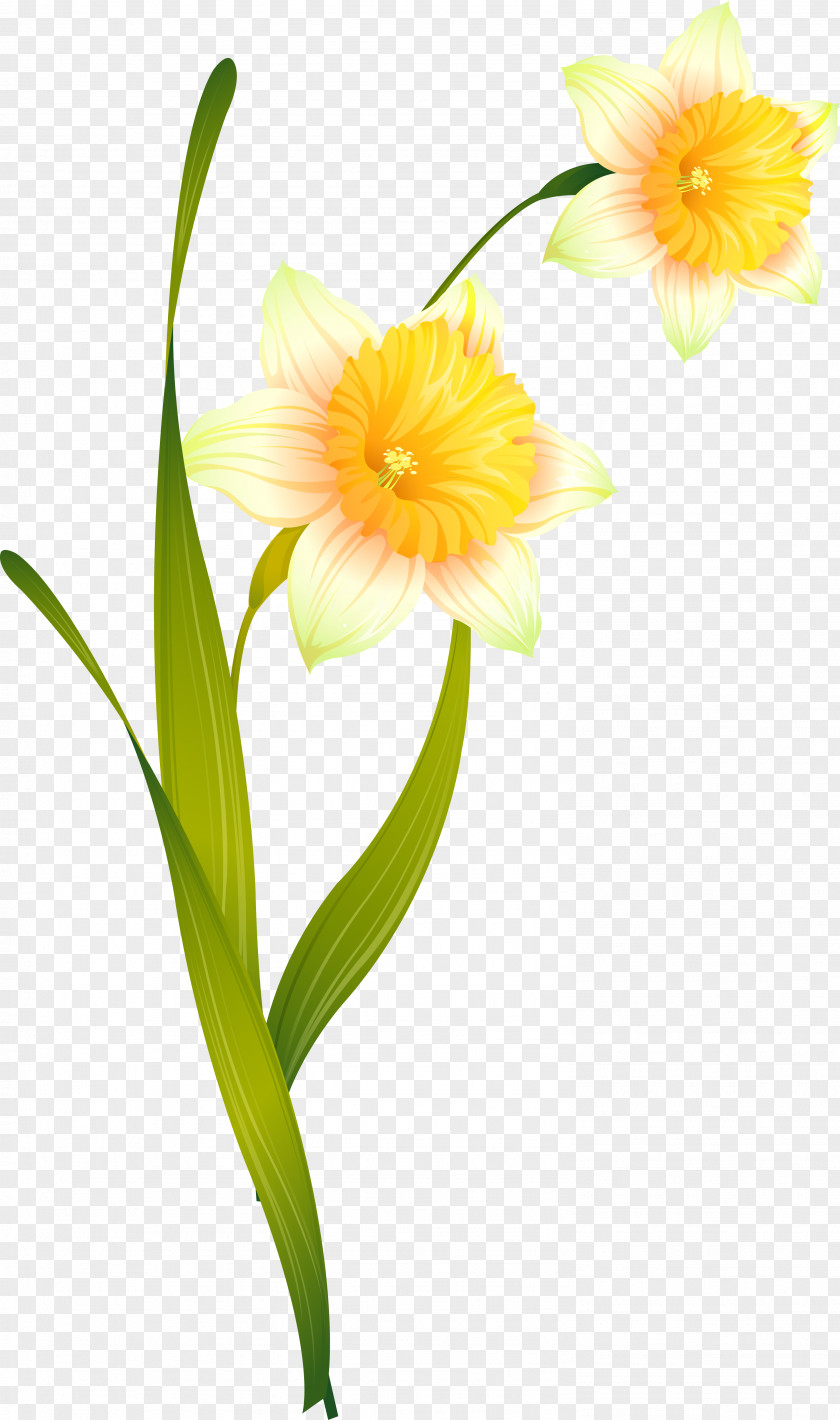 Nergis Daffodil Cut Flowers Amaryllis Narcissus PNG