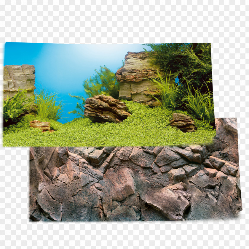 Poster Decoration Aquarium Aquascaping Plants XL PNG