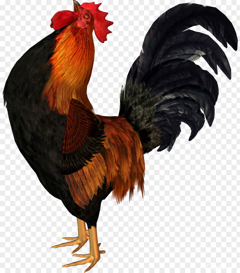 Animation Polish Chicken Hamburg Rooster Clip Art PNG