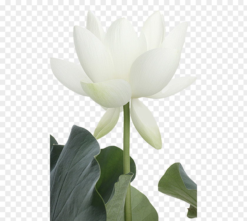 Flower Nelumbo Nucifera White Painting Petal PNG